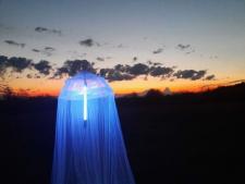 Öffentliche Präsentation der Ergebnisse der Nachtfalterkartierung im Landschaftsschutzgebiet Huckenhof in Eppelsheim 2023