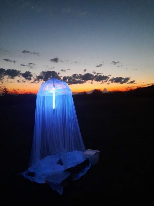 Nachtfalterkartierung 2023