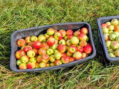 Apfelernte auf der Steuobstwiese