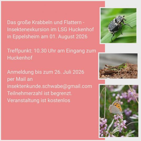 Information zur Insektenexkursion am 1. August 2026
