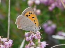 Das große Krabbeln und Flattern
